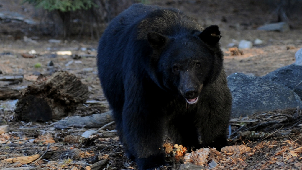 Black Bear;