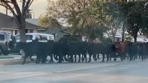 Pico Rivera Neighborhood cows escaping the slaughterhouse;