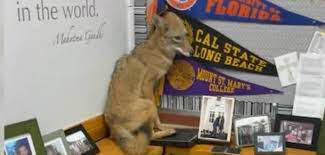 A young coyote sitting on a desk at Our Lady of Lourdes Parish School in LA's Northridge neighborhoo ;