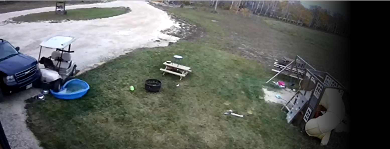 Dog crashed golf cart;