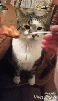 Cat eating