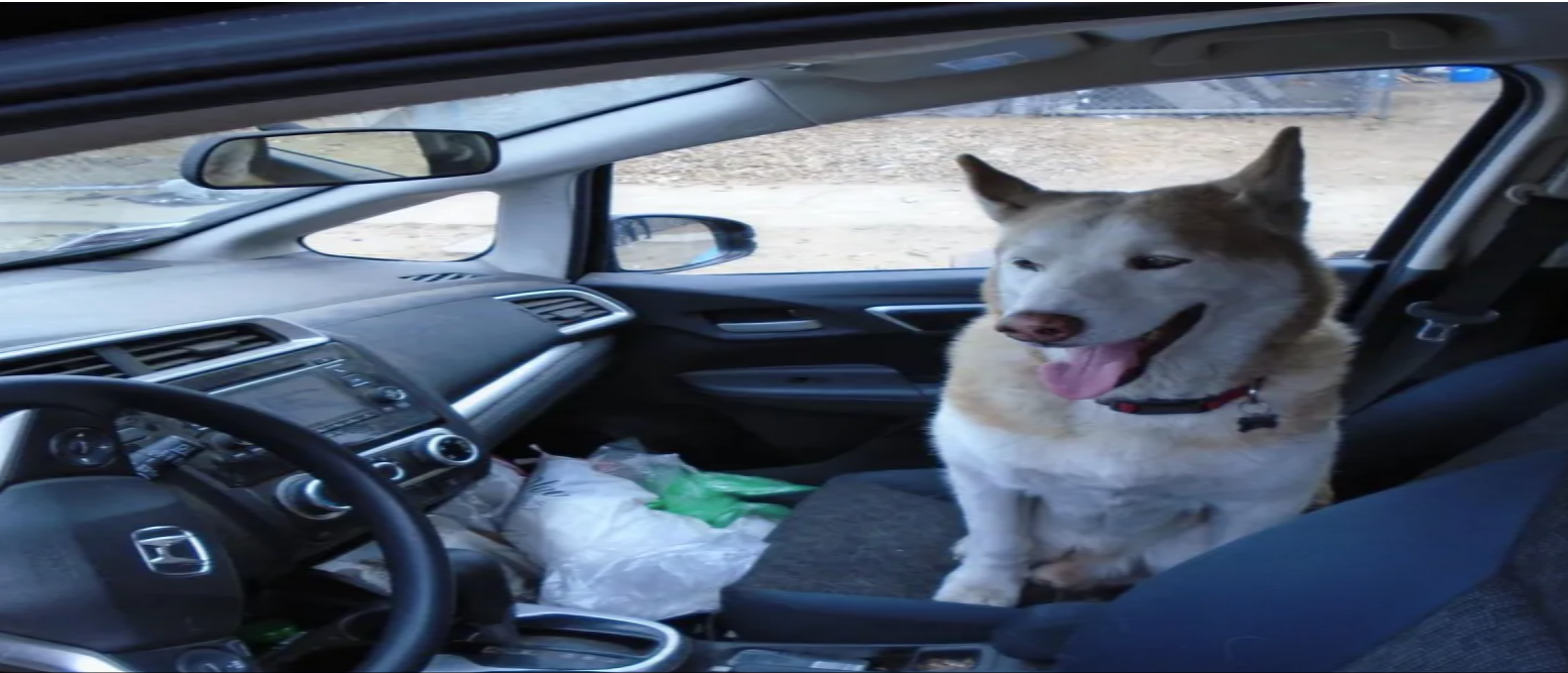 Kazoo the dog sitting in his human's car that was stolen by a car thief;