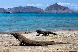 Dragon Island;