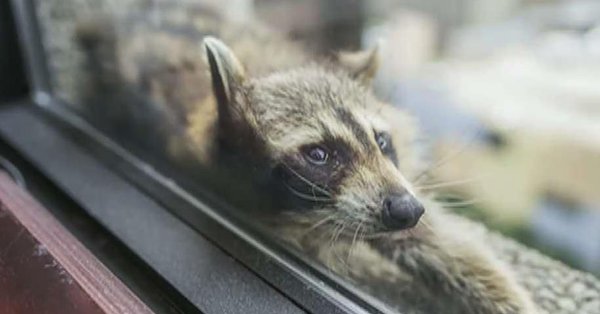 MPR Raccoon;