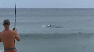 Matt Pieciak battling a great white shark for a fish on a fishing rod;