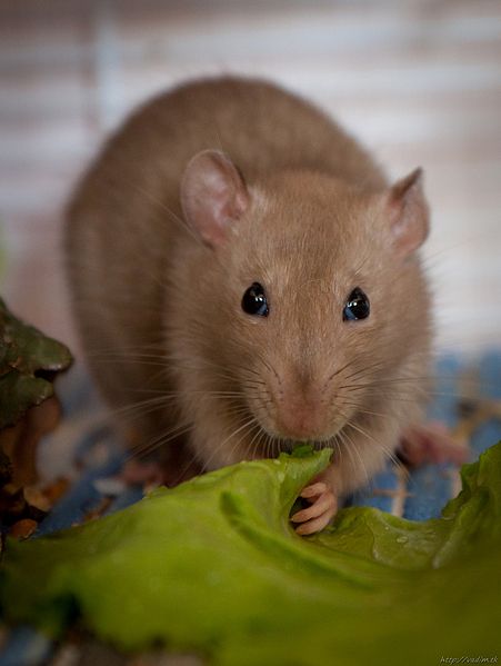Pet Rat;