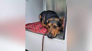 Scooby the German Shepard Mix lying down after being rescued from the LA River;