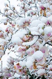 Snow on the Magnolias;